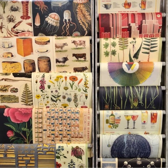 Cavallini & Co. Octopods Vintage Science Chart Octopus Image Poster - NWT - Picture 6 of 9